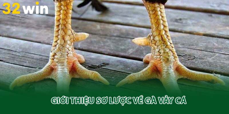 Giới thiệu sơ lược về gà vảy cá